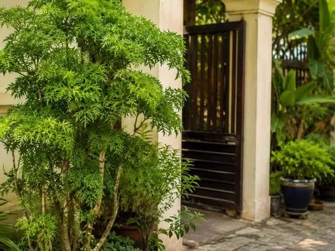 Vì sao người xưa thích trồng cây đinh lăng trước cửa nhà? Ý nghĩa bất ngờ