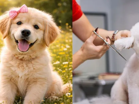 Làm giúp việc Chăm sóc Chó cưng, nhà giàu trả thu nhập khủng 2,1 tỷ đồng/năm, bất ngờ tiêu chí tuyển dụng