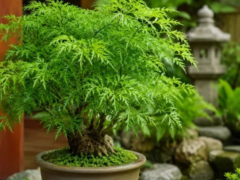 Người tuổi này mệnh này hợp trồng cây Đinh Lăng phong thuỷ, thu hút cảm giác giàu có sức khoẻ và may mắn