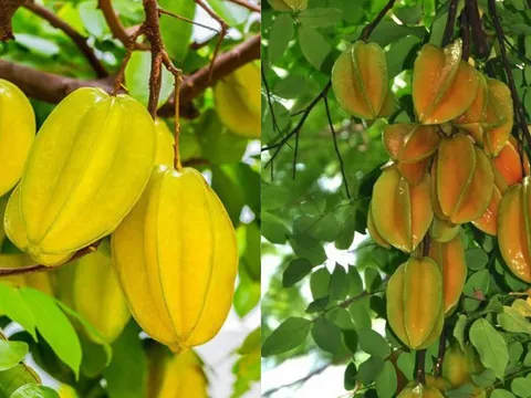 Vì sao nên trồng cây khế trước nhà? Ý nghĩa đặc biệt, nhiều người chưa biết