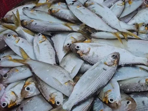 Loại cá nào được đánh giá "sạch nhất Việt Nam", có hàm lượng dinh dưỡng thượng hạng, giàu canxi hơn sữa?