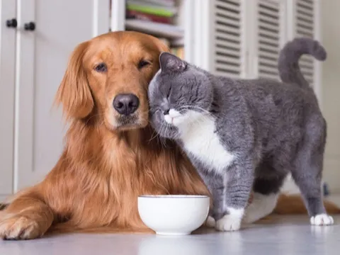 5 thú cưng vừa dễ nuôi vừa tiết kiệm, được xem như “bùa may mắn” mang đến điềm lành, tài lộc cho gia chủ