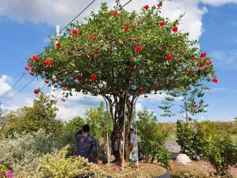 Cây dại mọc bờ rào nở hoa đỏ thắm, lên chậu thành bonsai có giá trăm triệu, nhiều người "săn lùng" vì ý nghĩa phong thủy