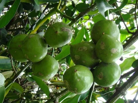 Loại quả mọc bờ rào xưa rụng đầy gốc, nay thành đặc sản hương vị lạ giá 50.000 đ/kg, trồng một lần thu hoạch nhiều năm