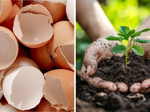 Ăn trứng đừng vội bỏ vỏ đi: Chúng có tới 21 công dụng hữu ích ai cũng thích, tiết kiệm cả đống tiền