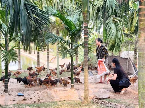 Bỏ công việc ổn định ở thành phố, nữ thủ khoa chọn sống giữa trang trại rộng hàng nghìn mét vuông