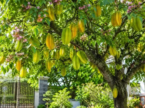 Vì sao nhiều gia đình thích trồng cây khế? Điều bất ngờ nhiều người chưa biết