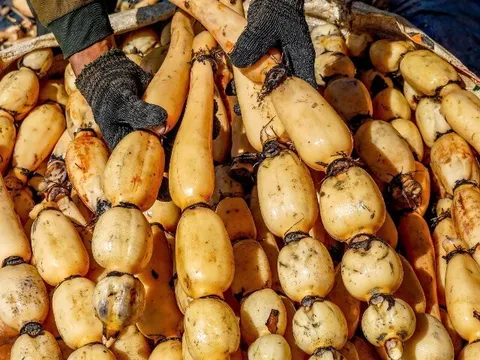 Loại củ ít "ngậm" thuốc trừ sâu nhưng dễ chứa ký sinh trùng, bổ ngang thịt bán đầy chợ Việt, giá từ 50.000 đ/kg