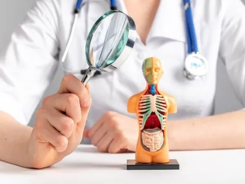 Bộ phận nào dễ bị tổn thương bởi thói quen ăn uống hằng ngày, chỉ cần thay đổi nhỏ sẽ phục hồi rất nhanh?