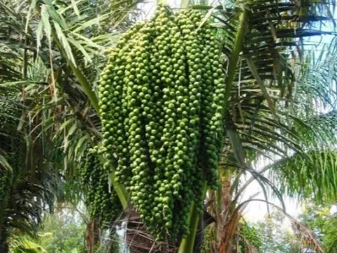 Loại quả xưa chín rụng đầy gốc, nay thành đặc sản ở thành phố giá 120.000 đồng/kg, trồng một lần thu hoạch nhiều năm