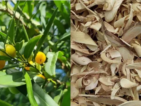 Loài cây gai góc ít ai để ý ở miền Trung, rễ được săn lùng vì giá đắt ngang vàng