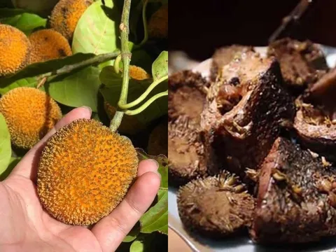 Loại quả từng rụng đầy bờ rào nay thành đặc sản “gây sốt”, giá hơn 100.000 đồng/kg vẫn cháy hàng
