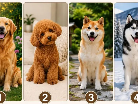 Quiz: Chọn 1 chú chó bạn yêu thích nhất để khám phá khả năng giàu có khi về già