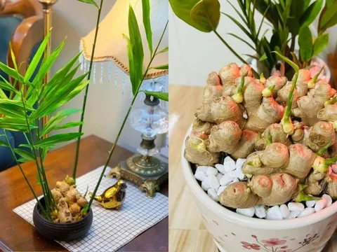 Vì sao nhiều người thích trồng gừng trong nhà? Có 5 ý nghĩa đặc biệt