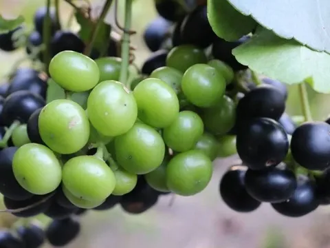 Loại quả mọc bờ rào xưa rụng đầy gốc, nay thành đặc sản được ưa chuộng giá 80.000 đ/kg, trồng một lần thu hoạch nhiều năm