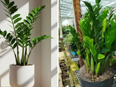 Cây kim tiền ra hoa là Phú Quý thịnh vượng: Làm cách này cây mọc nhiều hoa, chồi non tua tủa