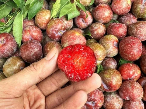 Loại quả nhỏ quen thuộc nhưng lại được xem là “siêu thực phẩm” giúp da đẹp và tóc khỏe hơn