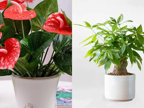 10 loại cây phong thủy được ví như “máy hút tài lộc”, càng xanh tốt càng giúp gia chủ vượng vận