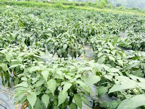 Nông dân đổi đời nhờ trồng loại cây có tên lạ, sau 5 tháng cho thu hoạch, mỗi vụ bỏ túi chục triệu đồng