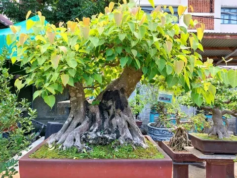 Loại cây dân dã thấy khắp làng quê nay lên đời thành bonsai dáng độc, vừa đẹp vừa hợp phong thủy, có cây giá tỷ đồng