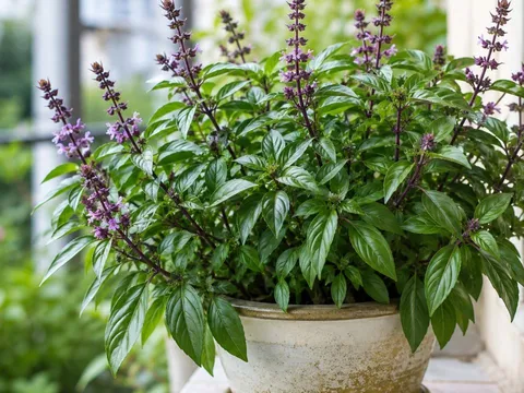 Vì sao nên trồng một chậu húng quế? Loạt lợi ích bất ngờ từ sức khỏe đến tài lộc