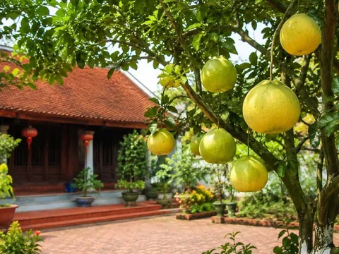 Vì sao người xưa thích trồng cây bưởi trước nhà? Không chỉ lấy quả mà còn có nhiều ý nghĩa đặc biệt
