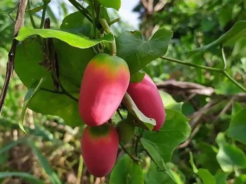 Loại quả mọc bờ rào xưa rụng đầy, nay thành đặc sản được ưa chuộng giá 70.000 đ/kg, trồng một lần thu hoạch nhiều năm