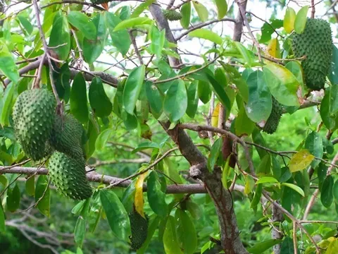 Nông dân miền Tây đổi đời nhờ trồng cây được ví là “vàng xanh”, sau 8 tháng cho trái to bự, cứ thu hoạch là hết veo