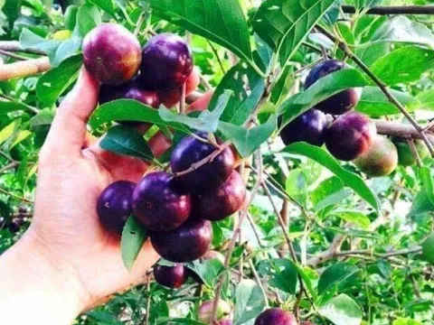 Loại quả mọc bờ rào xưa rụng đầy gốc, nay thành đặc sản ở thành phố giá 80.000 đ/kg, trồng một lần thu hoạch nhiều năm