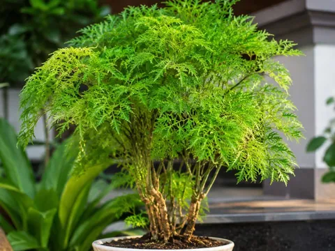 Trồng cây đinh lăng ở đâu tốt nhất? Nhà ai đang trồng cần biết điều này