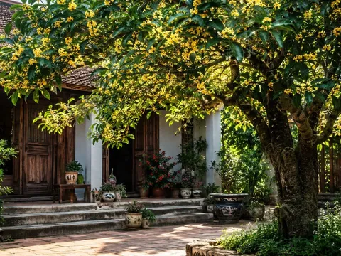 Vì sao người xưa nói trồng cây mộc hương thì con cháu hưởng lộc? Ý nghĩa phía sau không phải ai cũng biết