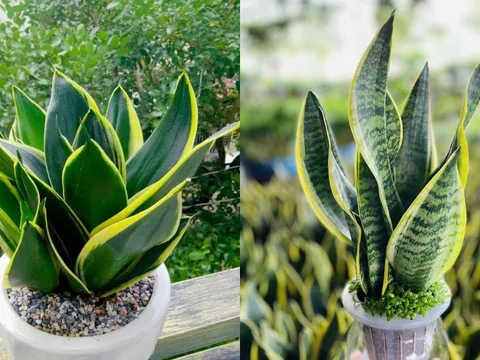 Vì sao nhiều người thích trồng cây Lưỡi Hổ trong nhà? Có nhiều ý nghĩa đặc biệt