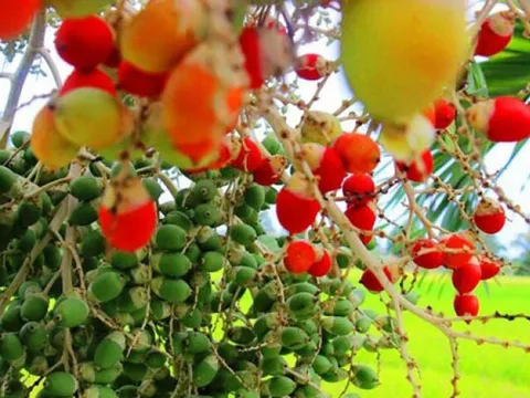 Loại quả mọc bờ rào xưa rụng đầy, nay thành đặc sản được ưa chuộng giá 200.000 đ/kg, trồng một lần thu hoạch nhiều năm