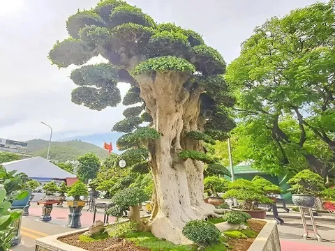 Cây mọc dại lên chậu thành bonsai đẹp lạ, trong phong thuỷ là "báu vật phát lộc", có cây giá chục tỷ đồng