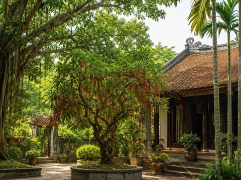 Người xưa dặn: 3 loại cây trong nhà đừng tự ý chặt, nhiều người chặt nhầm dễ “đứt” tài lộc