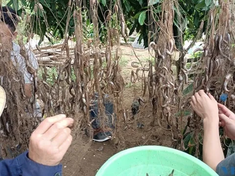 Loài cá độc lạ chỉ có ở Thanh Hóa biết leo cây và "đi bộ", thành đặc sản nổi tiếng khắp vùng, thơm ngon hơn thịt lợn
