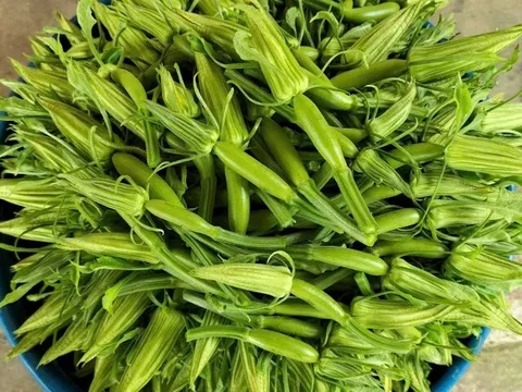 Loại quả được ví “nhân sâm của người nghèo”, giàu canxi lại bổ xương dưỡng ruột, giá chỉ từ 25.000 đồng/kg