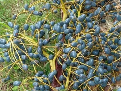 Món "nhà nghèo" xưa ăn đến chán ngán, nay thành đặc sản được ưa chuộng ở thành phố, càng ăn càng mê