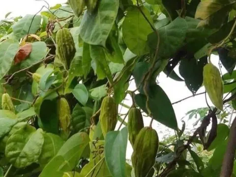 Loại quả mọc bờ rào xưa rụng đầy, nay thành đặc sản ở thành phố giá 50.000 đ/kg, trồng một lần thu hoạch nhiều năm