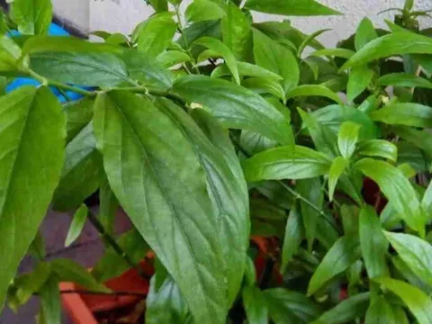 Cây dại mọc bờ rào nay thành đặc sản có hương vị lạ ở thành phố, trồng 45 ngày cho thu hoạch, 60.000 đồng/kg