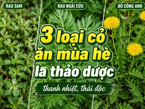 3 loại cỏ ăn mùa hè là thảo dược thanh nhiệt, thải độc