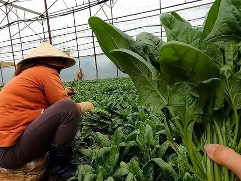 Loại rau nhiều sắt hơn thịt bò, là "vũ khí" ngừa ung thư