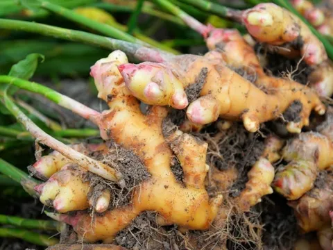 Người mắc 1 trong 5 bệnh này không nên ăn gừng tươi