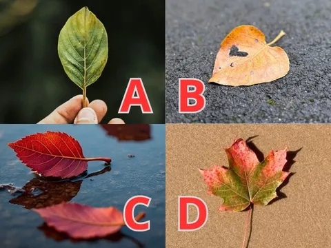 Trắc nghiệm: Còn bao lâu nữa em bé sẽ đến với vợ chồng bạn? Chọn một chiếc lá sẽ biết ngay