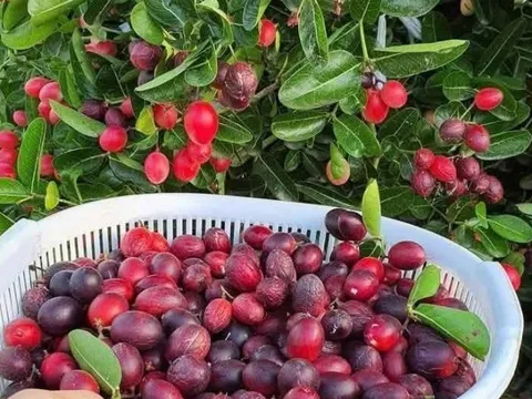 Loại quả xưa chín rụng không ai ngó ngàng, nay thành đặc sản giải nhiệt mùa hè nổi tiếng, dân thành phố ưa chuộng