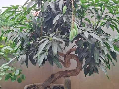 Cây ăn quả ở quê "lên chậu" thành bonsai đẹp lạ, có cây giá vài chục triệu đồng, mang nhiều ý nghĩa phong thủy
