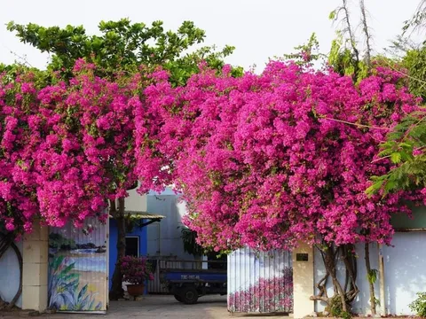 Trồng hoa giấy ở vị trí này hút phong thủy: Cuối năm gia chủ phát tài giàu
