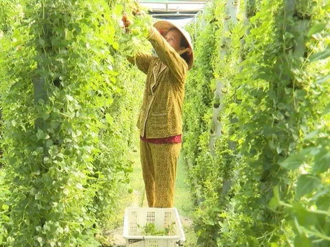 Nghề lạ ở Việt Nam: Cây mọc hàng rào mang về trồng 15 ngày là thu hoạch, thành đặc sản nổi tiếng, dân hái bán quanh năm