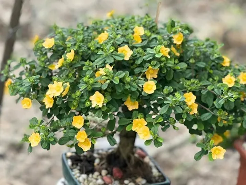 Cây dại mọc bờ ruộng nay đổi đời thành bonsai tiền triệu, được săn lùng vì dáng thế đẹp mắt