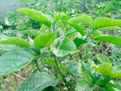 Cây mọc bờ rào vị đắng ngắt, nay thành món ăn đặc sản có hương vị đặc biệt dân thành phố thích mê, 70.000 đ/kg